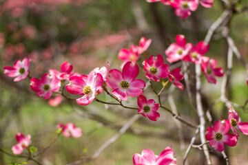 Naklejka na ściany i meble Blossoming dogwood against the sky. Pink dogwood. Cornus florida rubra