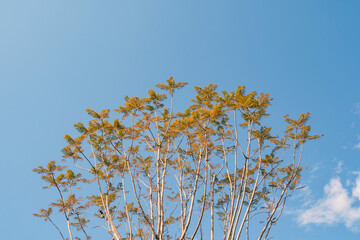 Autumn yellow leaves branches against blue sky