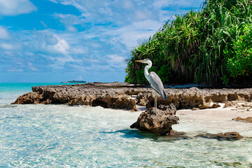 Large Bird on Maldive Island Sand Beach