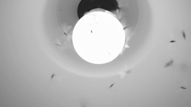 Close-up shot of light bulb in the lamp at night that moths or mayfly flying around the light bulb. black and white scene.