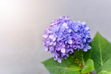 Beautiful blue hydrangea or hortensia flower close up. on Gray background. flower in bloom in spring