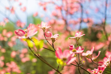 Obraz na płótnie Canvas Blossoming dogwood against the sky. Pink dogwood. Cornus florida rubra