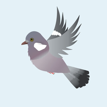 recommend clip art: 
                    Flying Common wood pigeon illustration on a light blue background