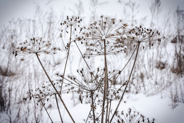 grass in the snow