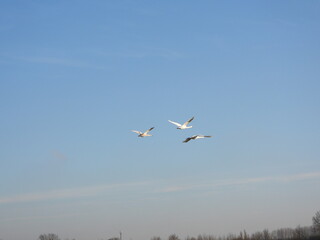 swans flying