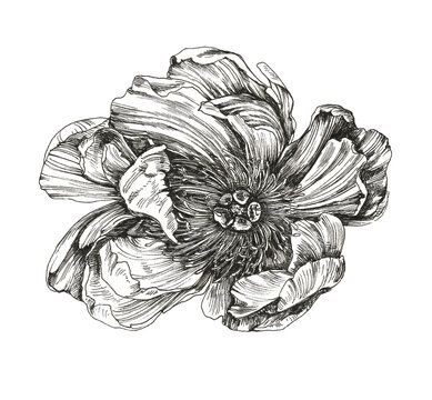 Peony. Peony flower with stamens, a Graphical picture . Illustration with a black felt-tip pen on a white background. Printing on t-shirts or clothing, ceramics.