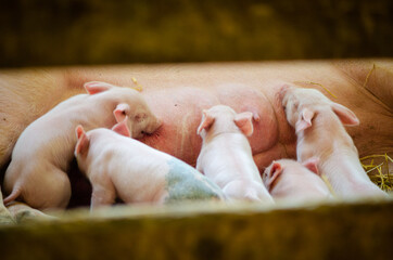 Piglets nursing - many baby pigs 2