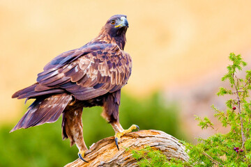 Golden Eagle, Aquila chrysaetos, Mediterranean Forest, Castile and Leon, Spain, Europe