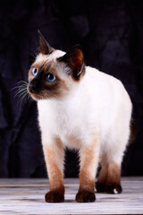 Portrait of a little blue-eyed Mekong bobtail cat