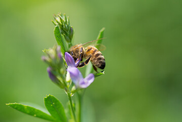 Honey bee pollinates alfalfa flower on natural background