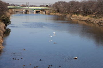 冬の川で飛び交う２羽のシラサギ