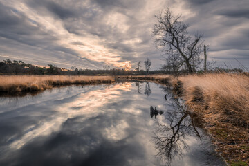 sunrise with colorful clouded sky above a fen with a bare tree and reet in the foreground, in the Hatertse Vennen, Nijmegen, The Netherlands