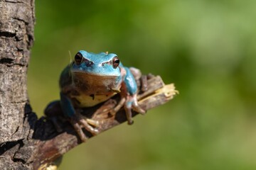 Hyla meridionalis on the branch with green background