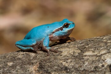 Hyla meridionalis on the rock with brown background