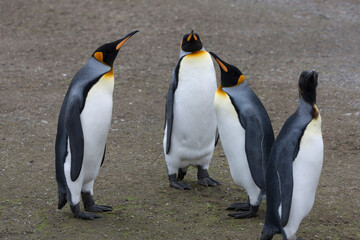 South Georgia group of king penguins on a sunny winter day 