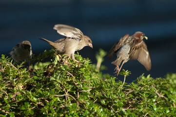 House sparrows Passer domesticus. Female in the foreground. Auckland. North Island. New Zealand.