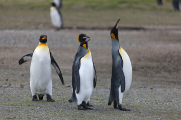 Obraz premium South Georgia group of king penguins on a sunny winter day 