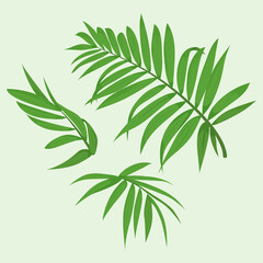 vector illustration of tropical leaves hamedoreya