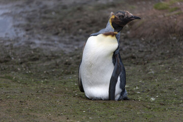 Fototapeta premium South Georgia portrait of a royal penguin on a sunny winter day 