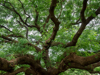 closeup large tree branch with green leafs of giant monkey pod tree