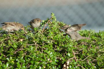 House sparrows Passer domesticus. Auckland. North Island. New Zealand.