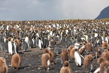 Obraz premium South Georgia colony of king penguins on a sunny winter day 