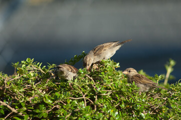 House sparrows Passer domesticus feeding. Auckland. North Island. New Zealand.