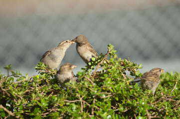 House sparrows Passer domesticus. Female feeding to its chick. Auckland. North Island. New Zealand.
