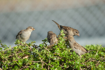 House sparrows Passer domesticus. Juvenile to the left and female to the right. Auckland. North Island. New Zealand.