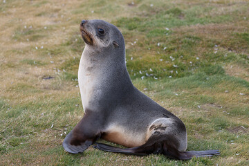 Obraz premium South Georgia sea lion close up on a cloudy winter day 