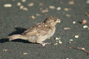 House sparrow Passer domesticus. Female eating food scraps. Auckland. North Island. New Zealand.