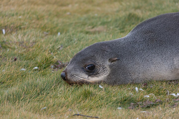 South Georgia sea lion close up on a cloudy winter day 