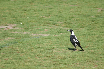 Australian magpie Gymnorhina tibicen. Auckland. North Island. New Zealand.