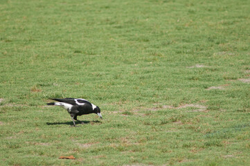 Australian magpie Gymnorhina tibicen feeding. Auckland. North Island. New Zealand.