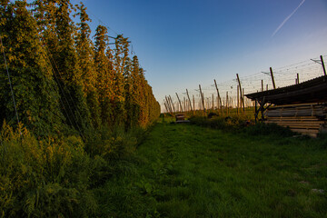 Hopfen, Hopfengarten