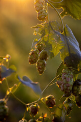 Hopfen, Hopfengarten