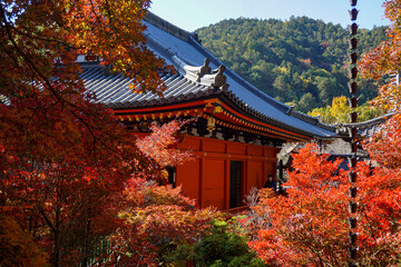 Fototapeta premium 京都 山科 紅葉と毘沙門堂門跡の宸殿