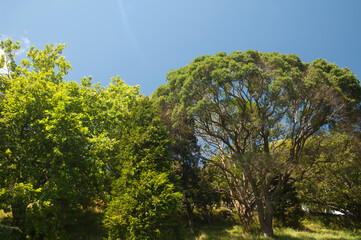 Trees in the Mount Eden. Auckland. North Island. New Zealand.