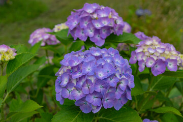 紫色のアジサイ