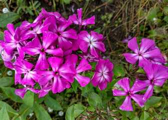 Pink phlox. Phlox is a genus of beautifully flowering herbaceous plants in the family Polemoniaceae. Fragrant flowers of small size.