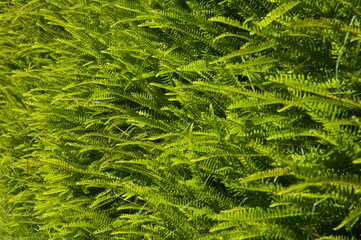 Fishbone ferns Nephrolepis cordifolia. Introduced plant. Mount Eden. Auckland. North Island. New Zealand.