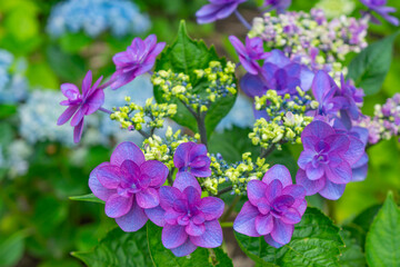 紫色のガクアジサイ