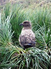 South Georgia skua close up on a cloudy winter day