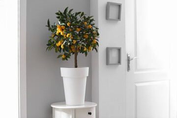 Potted kumquat tree in doorway. Interior design
