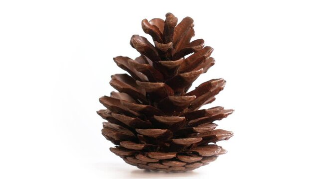 Opened pine cone on a white background moving on a turntable