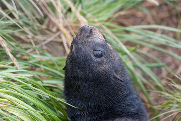 South Georgia sea lion close up on a cloudy winter day 