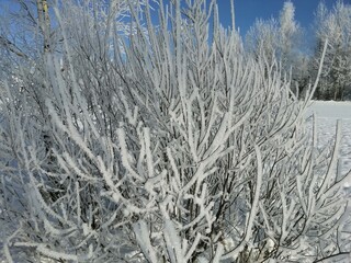 frost on the branches
