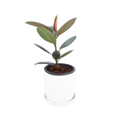 Rubber Plant on white pot isolated white background. Air purification trees Potted plants Home interior