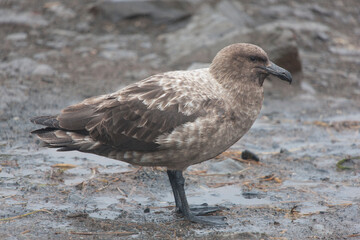 South Georgia skua close up on a cloudy winter day