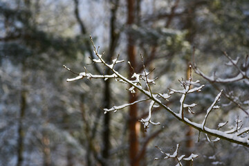 .A twig in the forest, snowy in winter.
